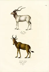 Addax, 1824